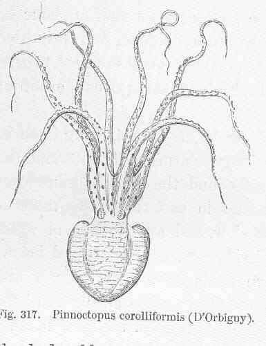 Image of Neocoleoidea