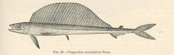 Image of Alepisaurus