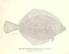 Image of Pleuronectes