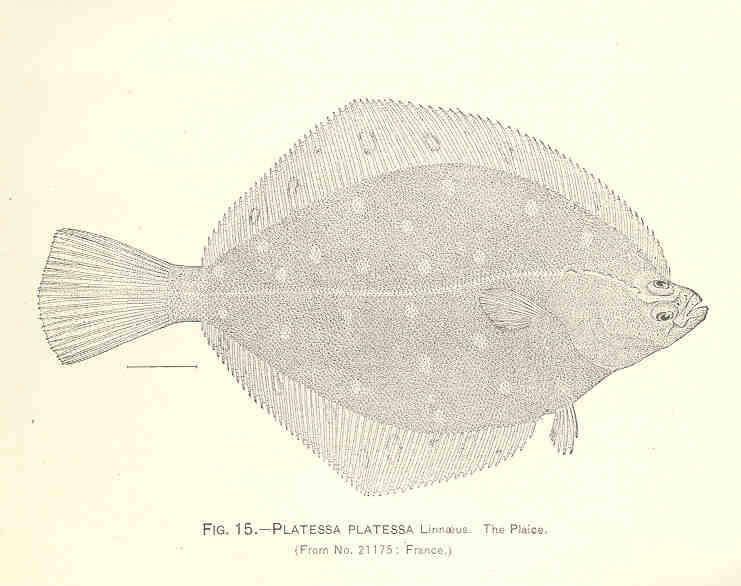 Image of Pleuronectes