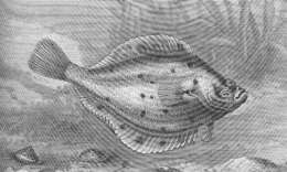 Image of Pleuronectes