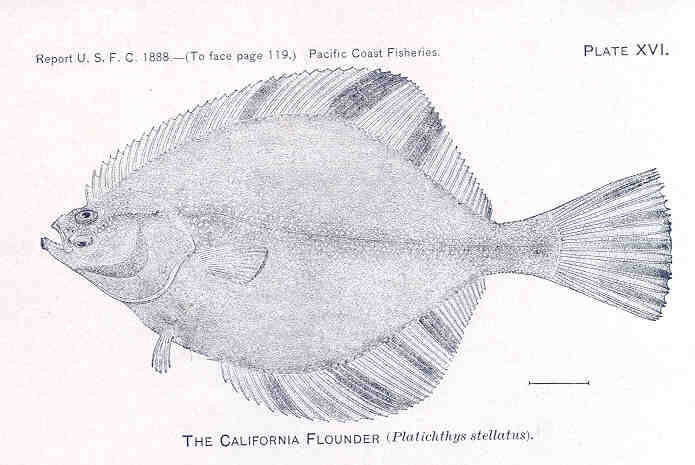 Image of Platichthys Lange-Bertalot, Kulikovskiy, Witkowski, Seddon & Kociolek 2015