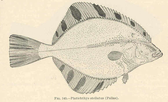 Image of Platichthys Lange-Bertalot, Kulikovskiy, Witkowski, Seddon & Kociolek 2015