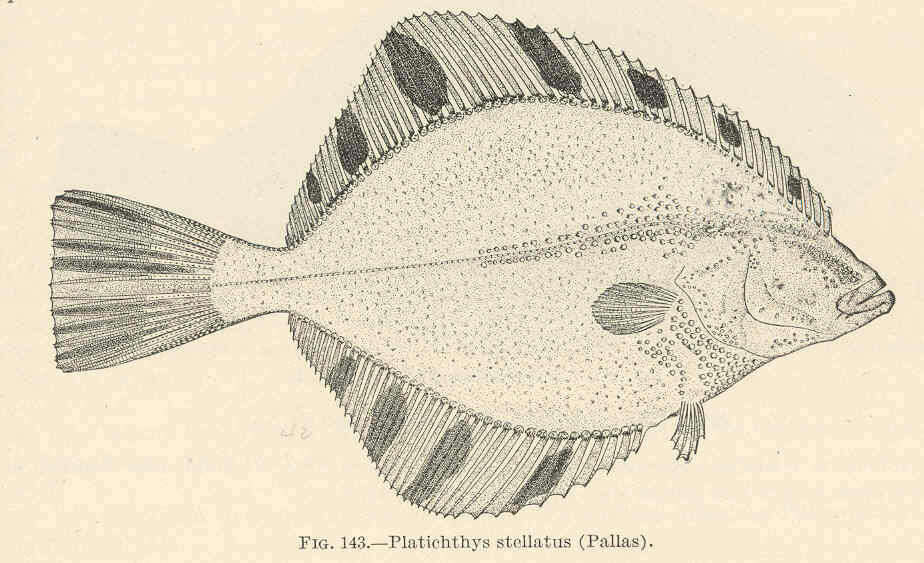 Imagem de Platichthys Lange-Bertalot, Kulikovskiy, Witkowski, Seddon & Kociolek 2015