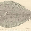 Image of Parabothus chlorospilus (Gilbert 1905)