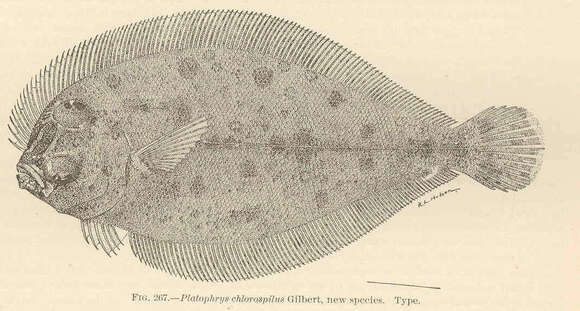 Image of Parabothus