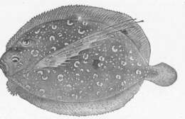 Image of Flounder