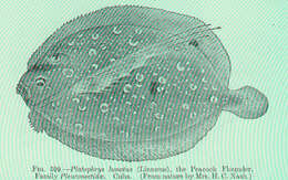 Image of Flounder