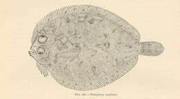 Image of Eyed Flounder