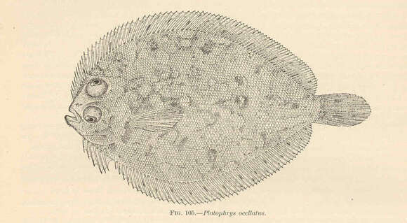 Bothus ocellatus (Agassiz 1831) resmi