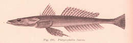 Image of Platycephalus