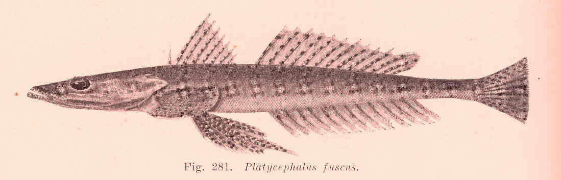 Image of Platycephalus