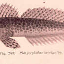 Plancia ëd Platycephalus laevigatus Cuvier 1829