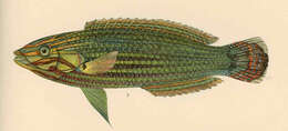 Imagem de Halichoeres melanurus (Bleeker 1851)