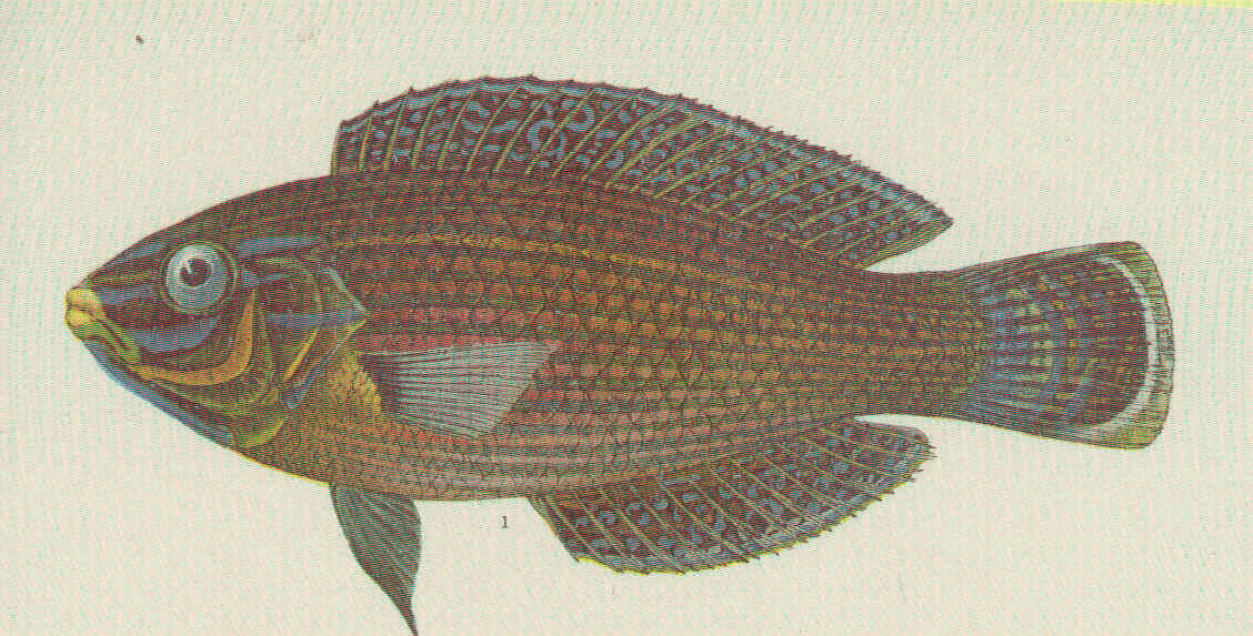 Image of Platyglossus