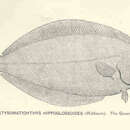 Image of Platysomatichthys