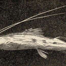 Image de Platystomatichthys sturio (Kner 1858)