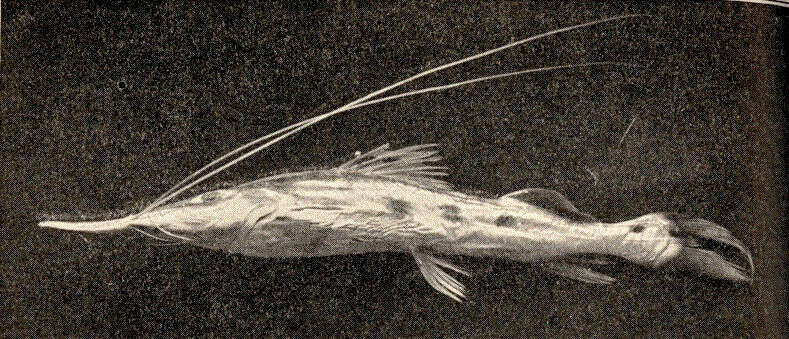 Image of Platystomatichthys