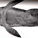 Image of Hypostomus derbyi (Haseman 1911)