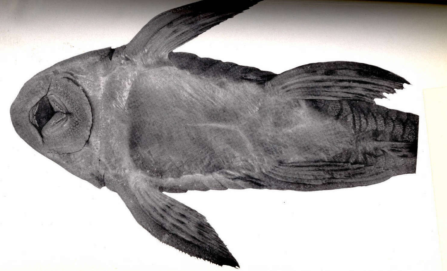 Image of Hypostomus