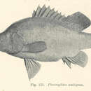 Image of Macquaria