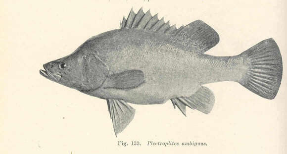 Image of river blackfishes