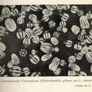 صورة Pleurobrachia pileus (O. F. Müller 1776)