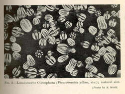 Ctenophora的圖片