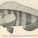 Imagem de Pleurogrammus monopterygius (Pallas 1810)