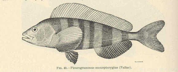 Plancia ëd Pleurogrammus