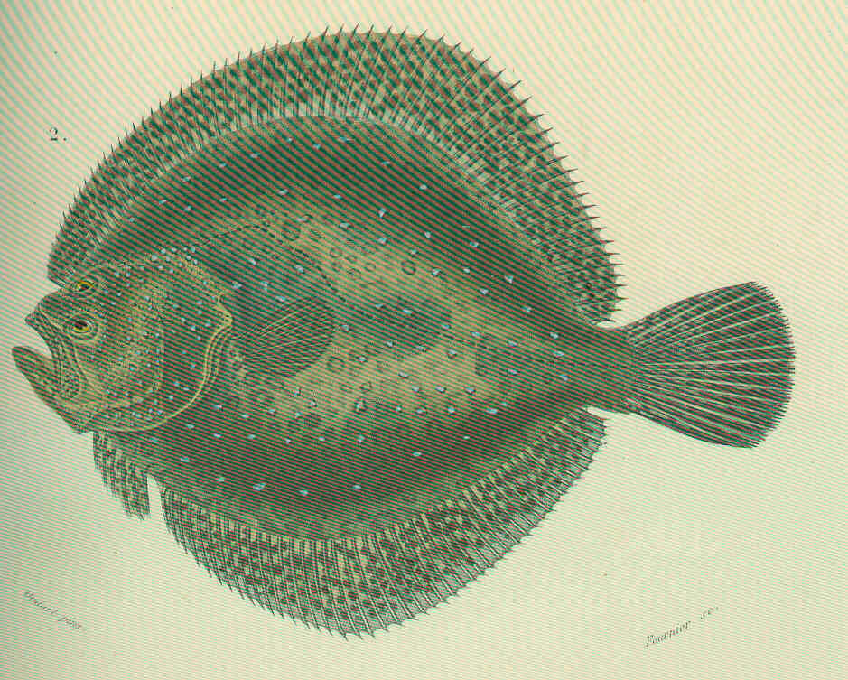 Image of Pleuronectidae