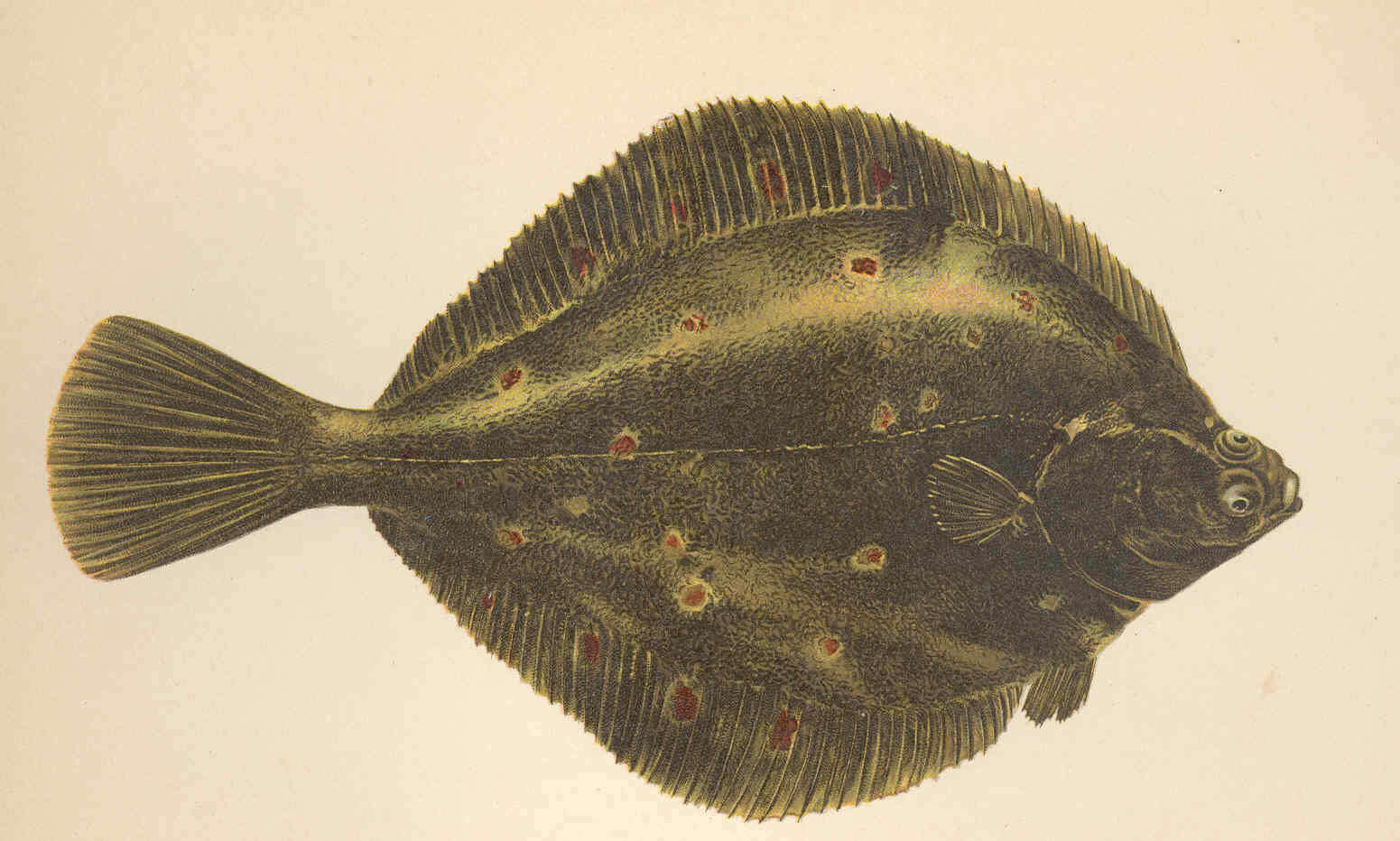 Image of Pleuronectes