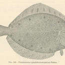 Image of Alaska plaice