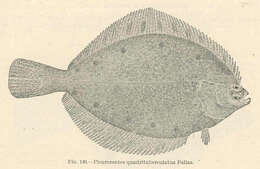 Image of Pleuronectes