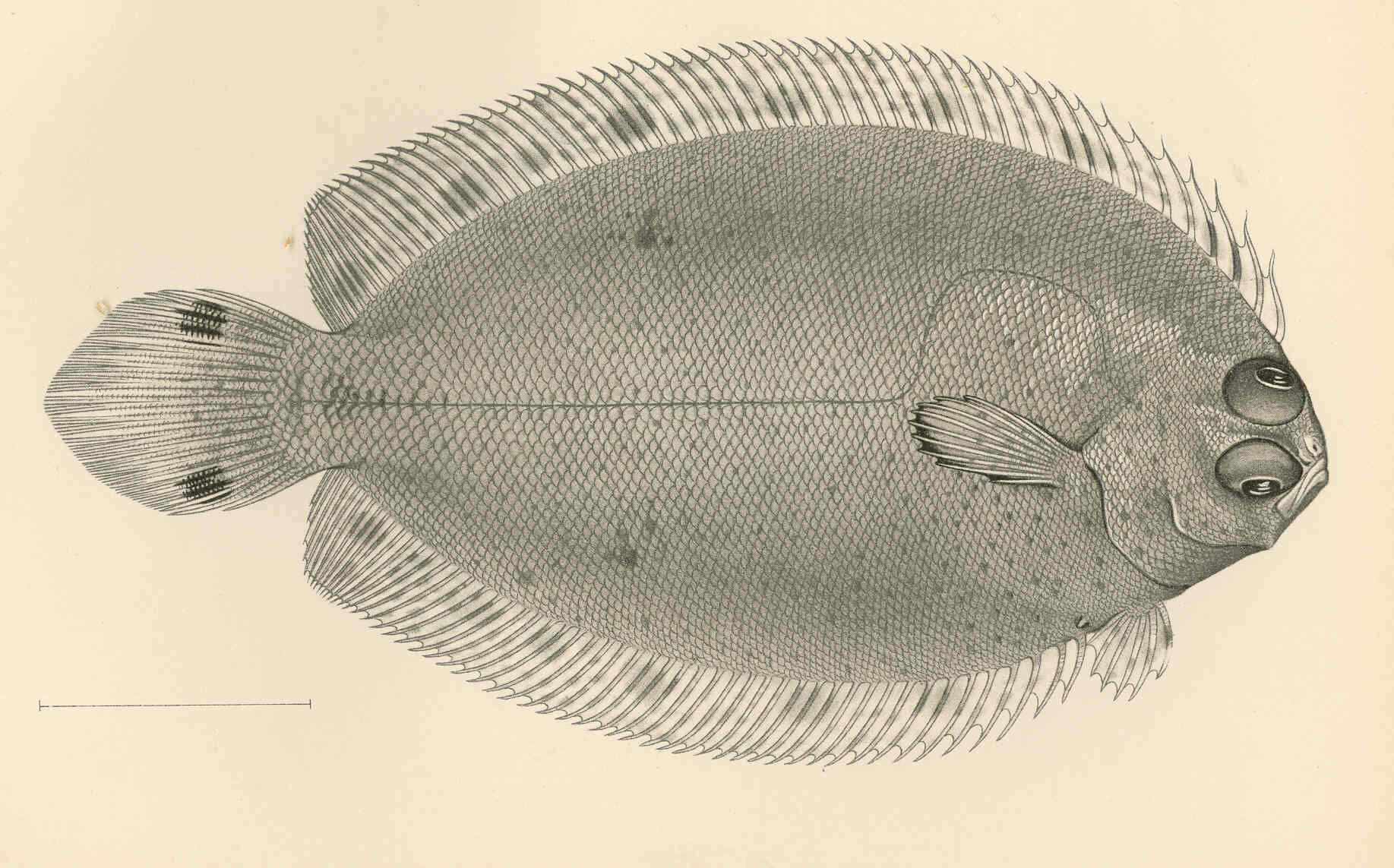 Слика од Poecilopsettidae