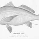 Image of Banded drum