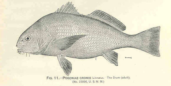 Image of Pogonias