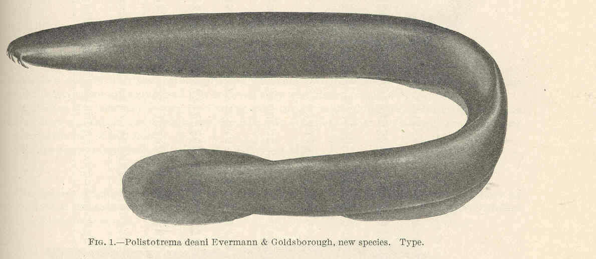 Image of slime eels
