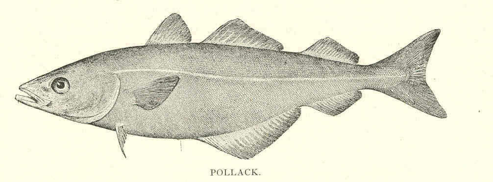 Image of cods
