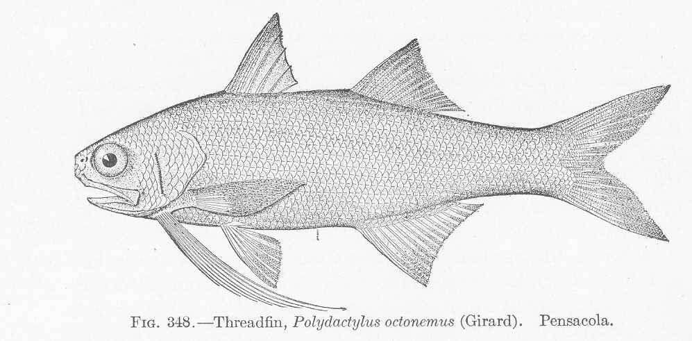 Image of threadfins