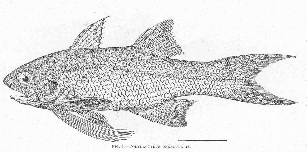 Image of threadfins