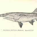 Image of American paddlefish