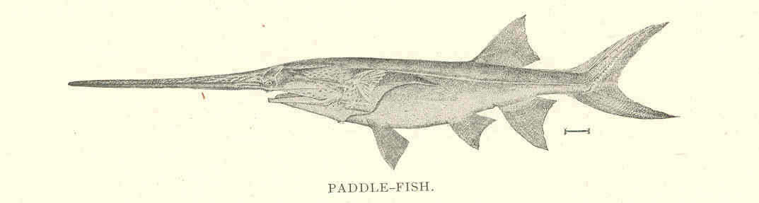 Image of paddlefishes