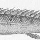 Image of Polypterus congicus Boulenger 1898