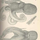 Image of <i>Pteroctopus hoylei</i> (S. S. Berry 1909)