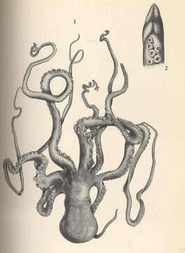 Image de Callistoctopus Taki 1964