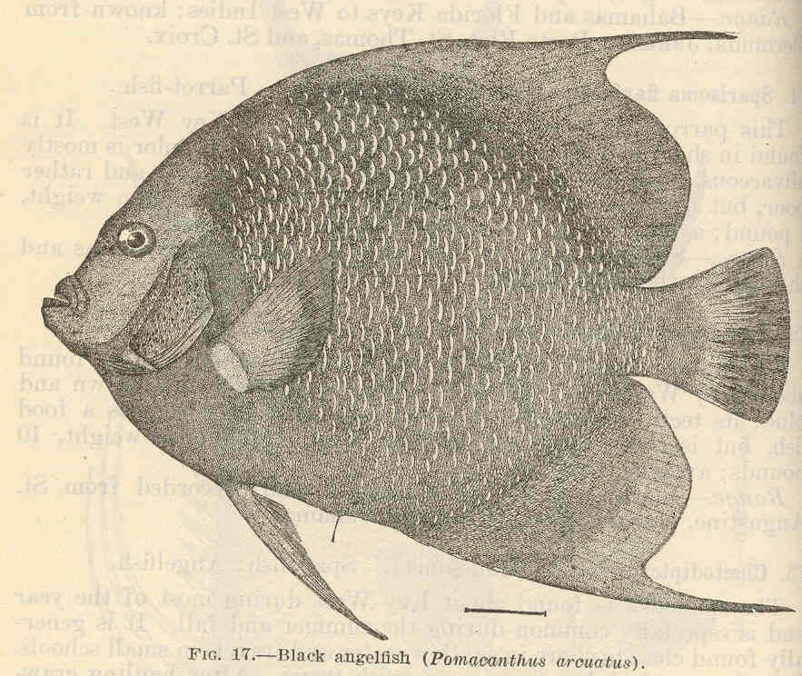 Image of Pomacanthus