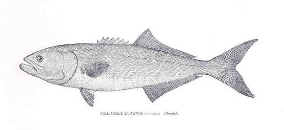 Image of bluefish