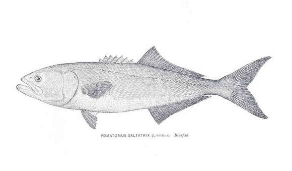 Image of bluefish