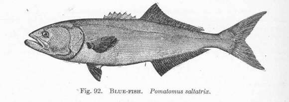 Image of bluefish